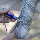 Braiding with Wool