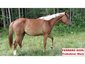 ab4trakehners
