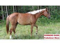 ab4trakehners