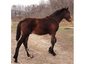 Babb-Murphy Horse Ranch