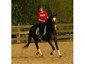 Unified Equine Solutions