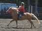 All Gaits Training