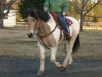 saddle up with tt llc