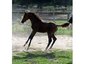 Sun Valley Arabians