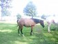 J Bar S Stables