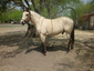 2RL Buckskin Horses
