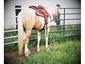 Thundering Phoenix Equine