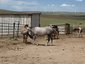 C Larson Horses