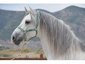 HorsEdeM