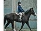 Tara K Equestrian