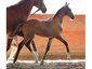 www.kingstonfarm.com