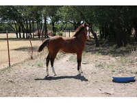 Liberty Stables