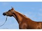 Morning Glory Arabians