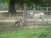 gracious farm