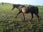 ebony acres twh