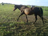 ebony acres twh
