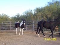 Lost Shoe Ranch
