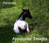 Palisades Appaloosas