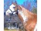Flying F Ranch