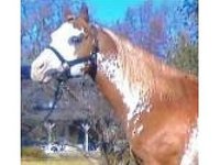 Flying F Ranch