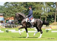 Trinity Sporthorses