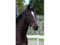Brightwater Equestrian Centre