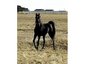 Holly Arabians