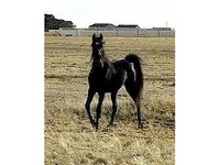 Holly Arabians