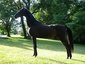 Sunstone Saddlebreds