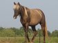 Freedom Farm LLC