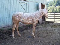 Thunderbird Livestock