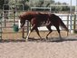 Barthel Paint Horses
