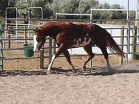 Barthel Paint Horses