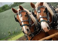 Point Paradise Stables