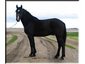 Sporthorsecanada