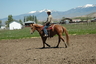 KO Horses