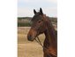 Gimcrack Stables Inc.