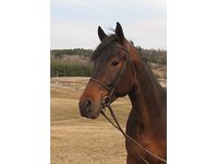 Gimcrack Stables Inc.