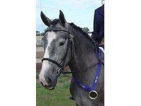 Alpenglo Equestrian