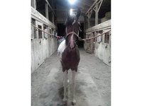 Hilltop stables