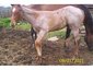Cold Springs Quarter Horses