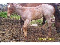 Cold Springs Quarter Horses