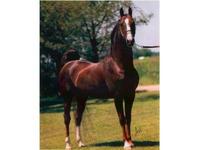 Lamont Stable