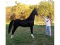 Shining Star Saddlebreds