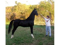 Shining Star Saddlebreds