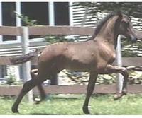 Bravata Andalusians