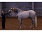 www.ColoradoAndalusian.com