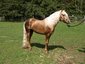Heart 4 Mountain Horses
