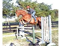 Springhouse Farm