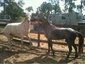 University Equestrian Center